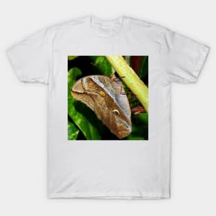 Mournful Brown Owl Butterfly showing his beautiful patterns on its wings T-Shirt